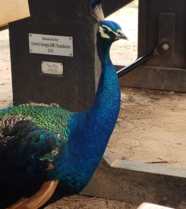 Peacock’s Stuff