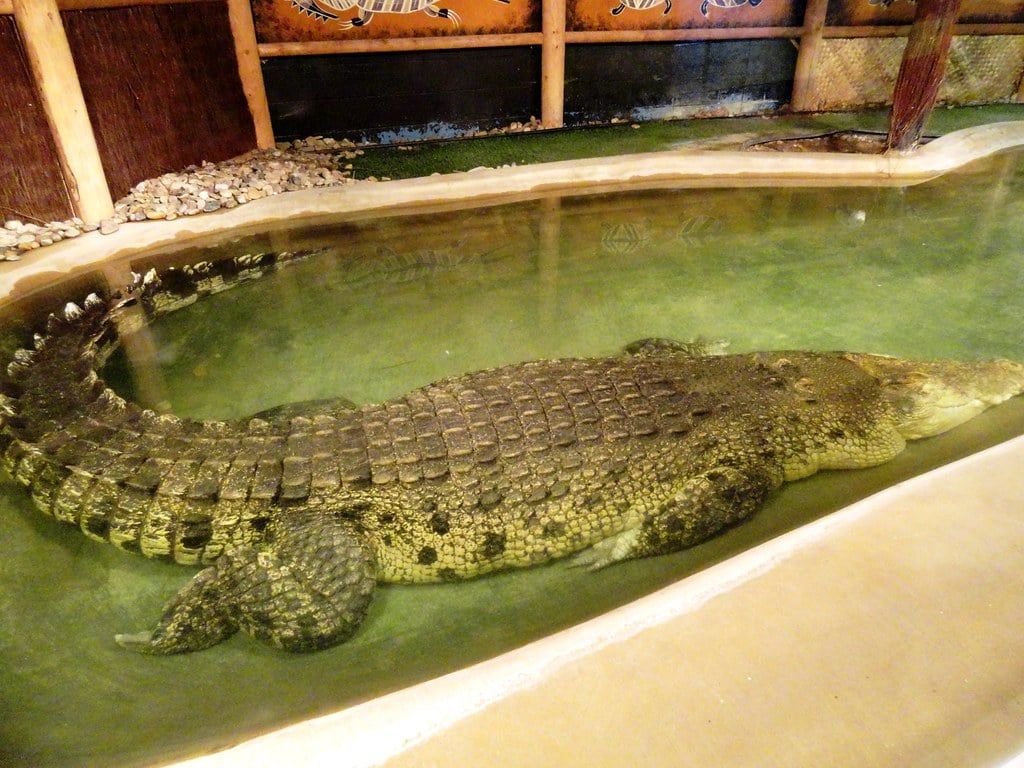 ManiactheCroc2.0
