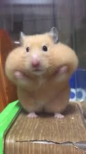 Animatörler