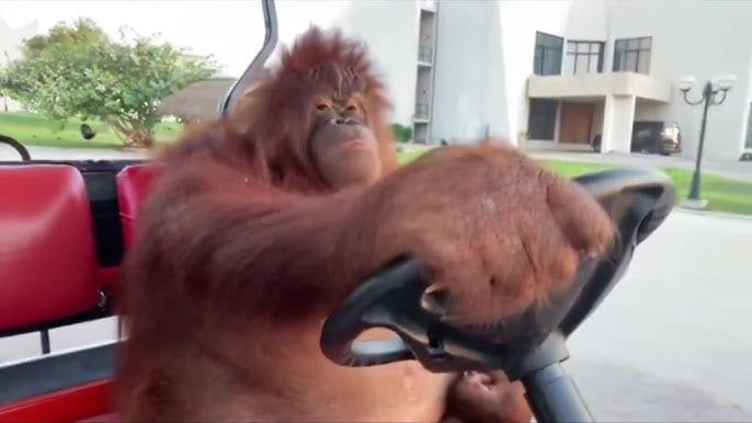 Mr. monkey