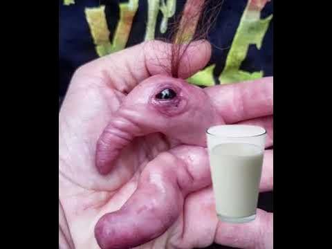 Brainrot Collection
