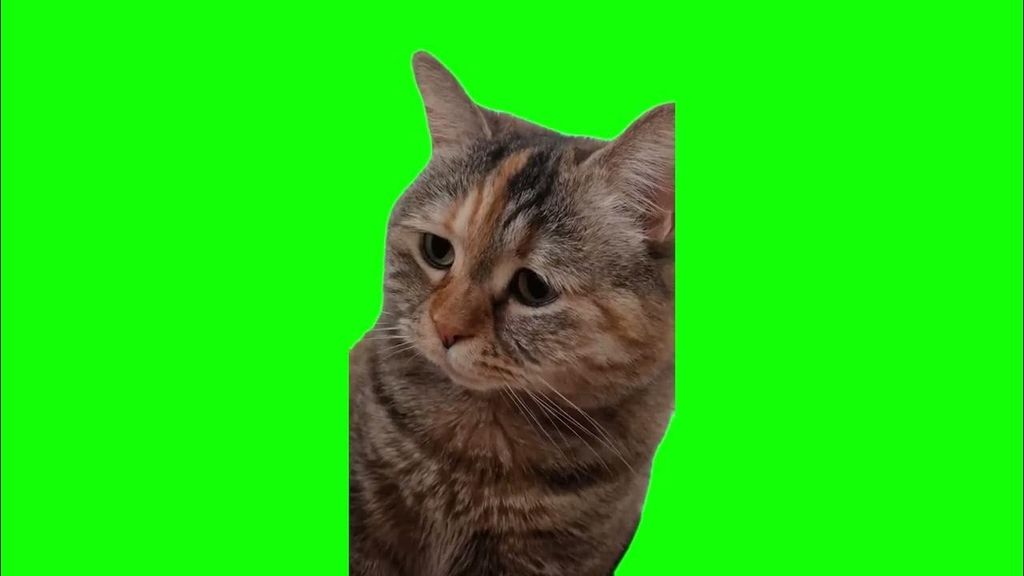 Sad cat meowing