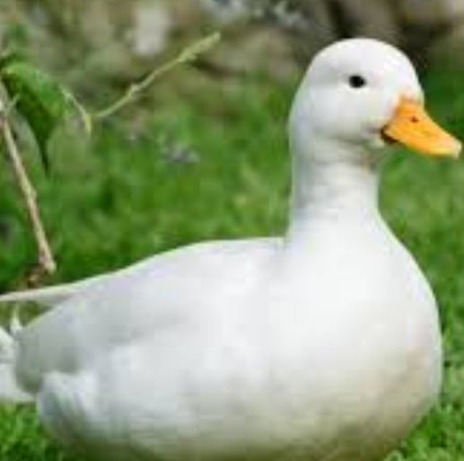 Duck sound effect meme