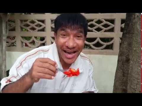 Cholay (Thai) โชเล่ย์ ดอกกระโดน