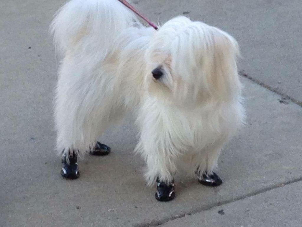 Billy the Havanese Dog