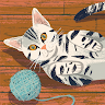 champion cat