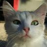 John Cena The Cat