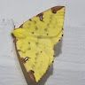 JoeyCena