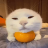 blessmycottonsox