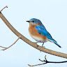 Ardea Producer