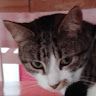TheCatKing