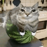 12ciro (Watermelon cat)