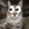 Felix