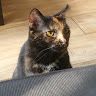 gabi the fat cat