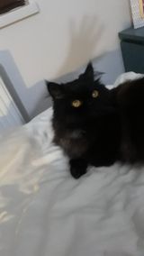 nev