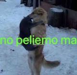 nashe