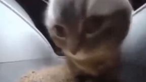 Chipi chipi chapa