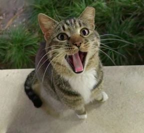 test-yya
