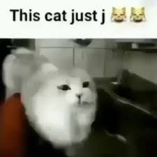 this cat just j