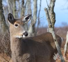 Doe Bleat