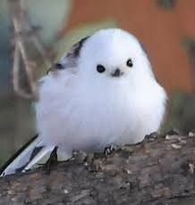 Birb