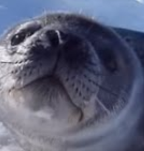 That one seal that says "Daeg"
