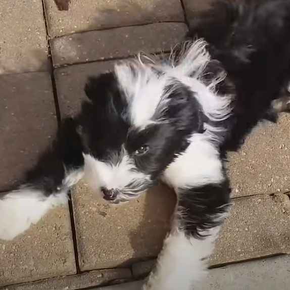 Oreo (FGTEEV - FV FAMILY - Funnel Vision)
