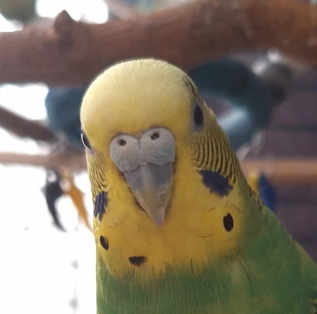Limon