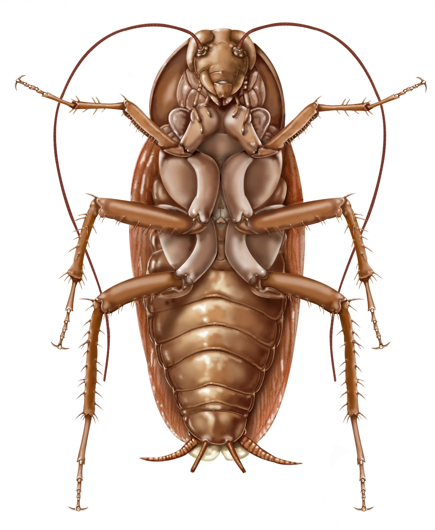 thunder cockroach