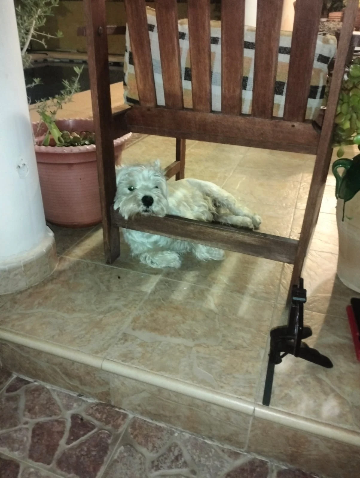 Rey (2019-...) Mascota