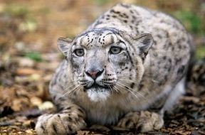 Snow leopard growl