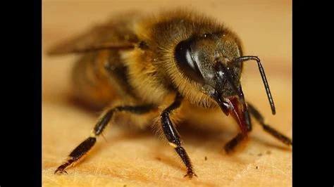 Bee
