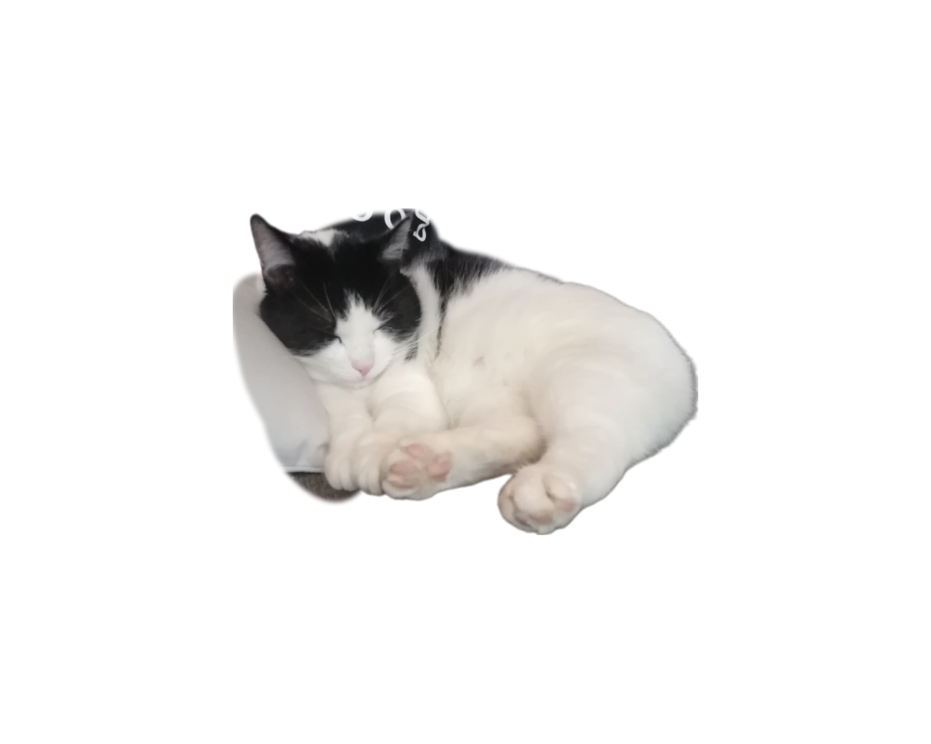 kissassa