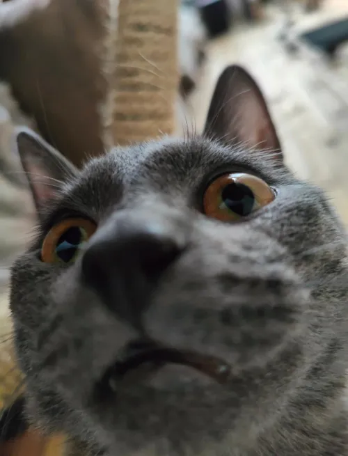 Waxxinou