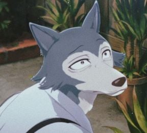 Legoshi (Beastars latin)