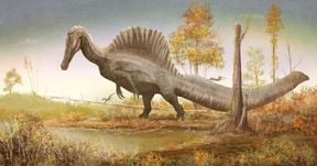 Accurate Spino V2