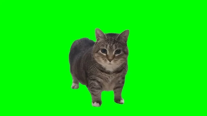 oiia cat