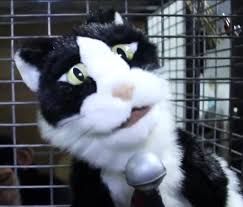 Catt Lauer