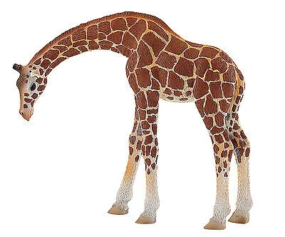hannya (hagen toons) The Giraffe