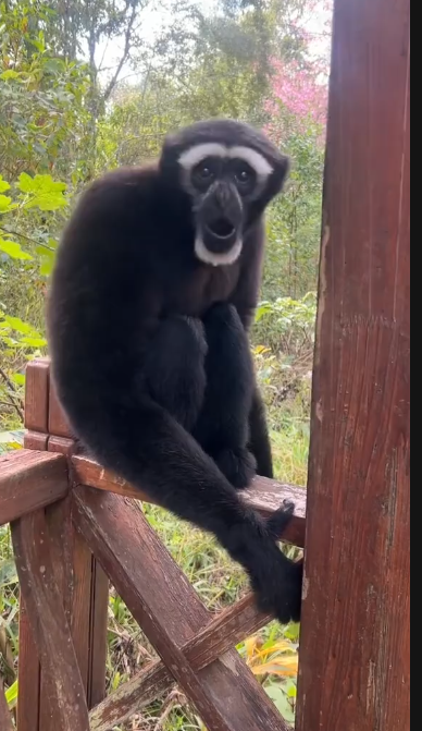 Gibbon monkey/ гиббон обезьяна