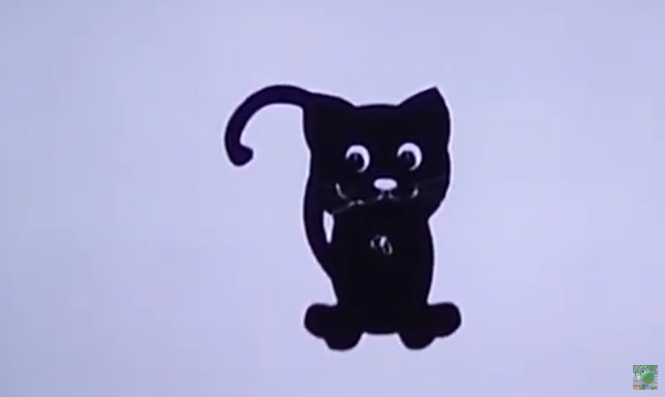Black and white cat 3