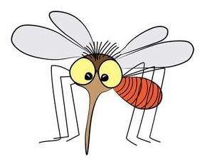 Mosquito
