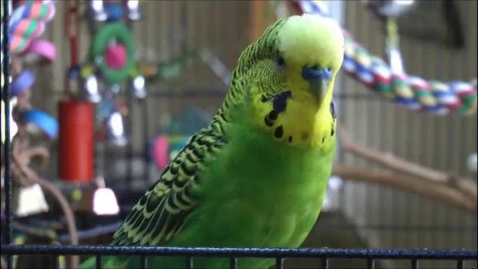 Disco the Parakeet (V2)