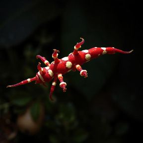 x3-paranid-406