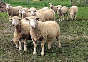 sheep