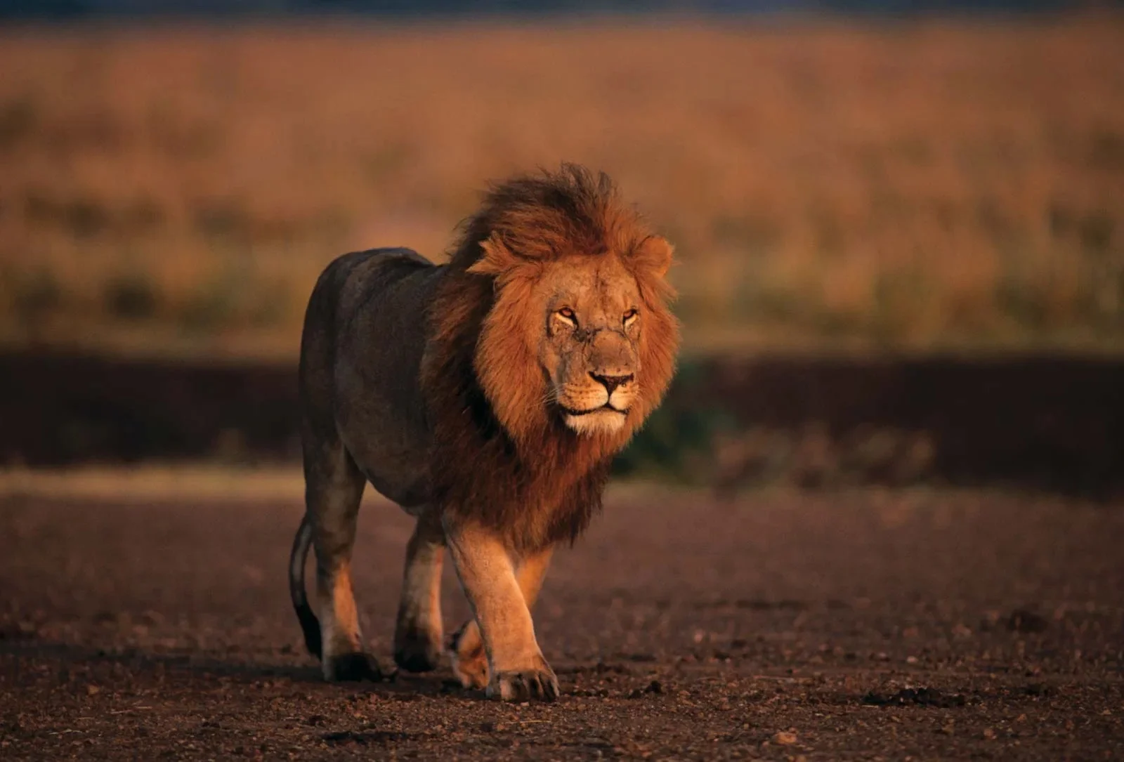 Lion 