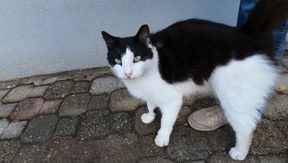 A Black and White Cat Meowing