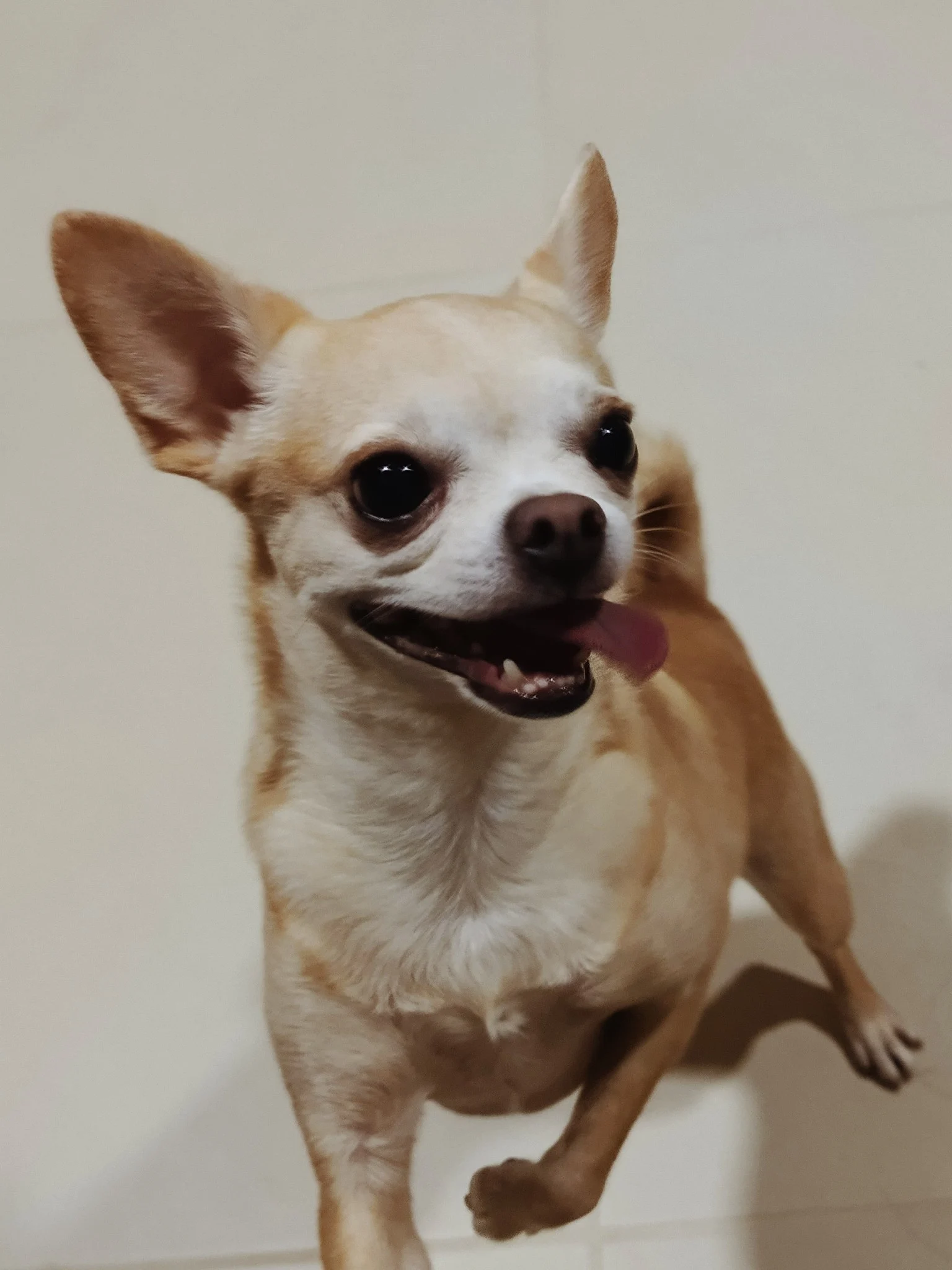 Chimuelo