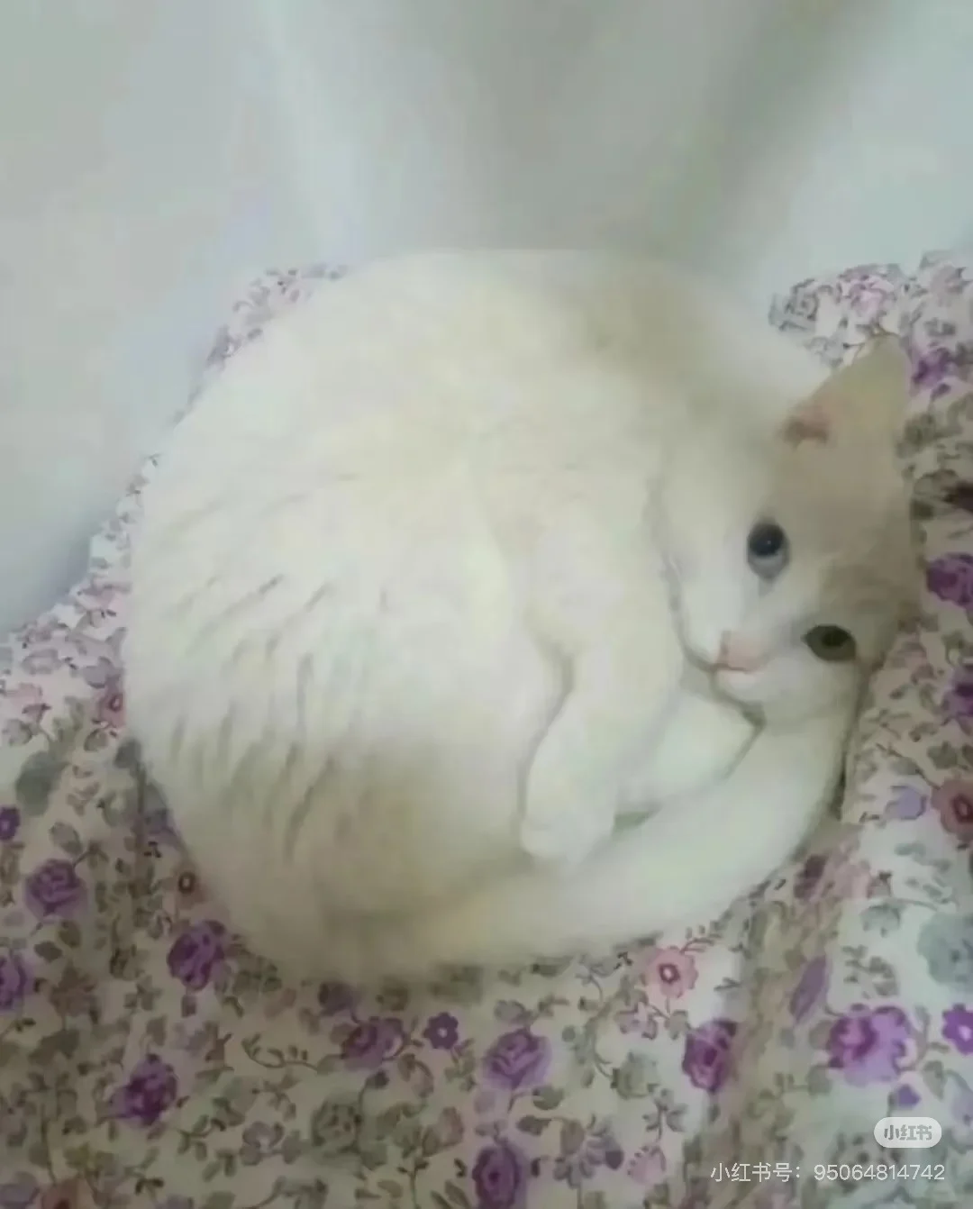 saya
