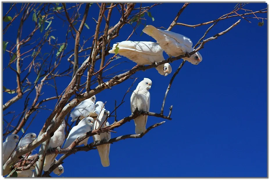 Corella